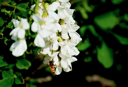 槐花（槐花几月开花）