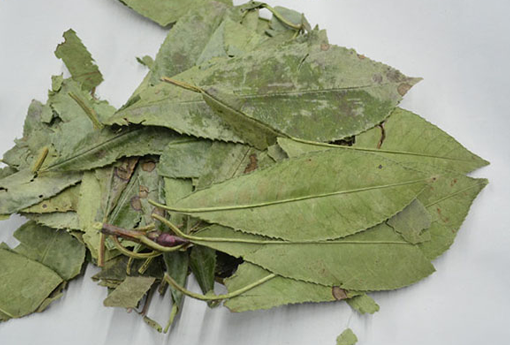 石楠叶 石楠叶的特点