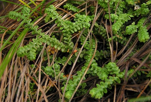 卷柏(卷柏的养殖方法和注意事项)