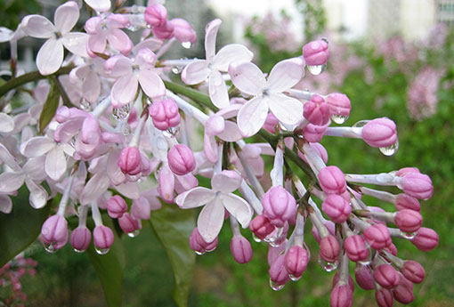 丁香 丁香花