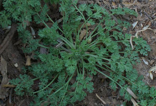 白蒿 白蒿图片大全