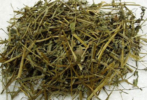 半枝莲 半枝莲白花蛇舌草治癌症秘方