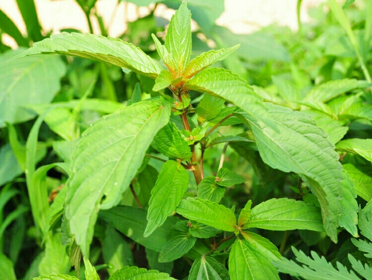 铁苋菜图片及作用都是什么 铁苋菜是什么样子