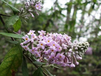 密蒙花是什么样的 密蒙花百度百科