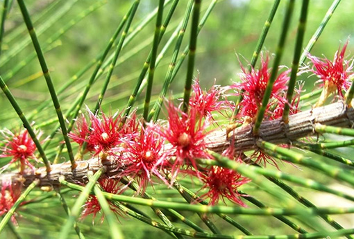 麻黄（麻黄的来源）