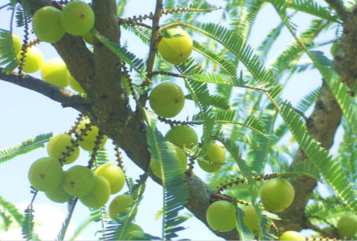 青橄榄（青橄榄和什么煲汤最好）