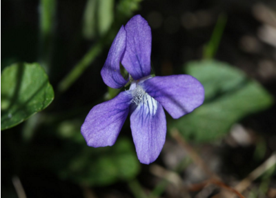 紫花地丁生长在哪里呢 紫花地丁生长在哪里呢