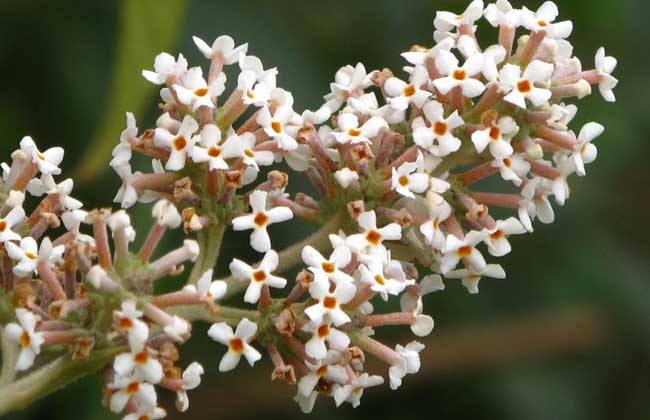 密蒙花图片 密蒙花图片大全