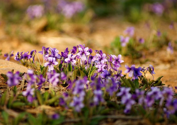 紫花地丁图片 中药紫花地丁图片