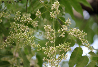 香椿花的图片是什么样子的 香椿花图片大全