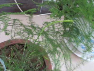 文竹特点都有哪些呢(文竹的特点和用处)