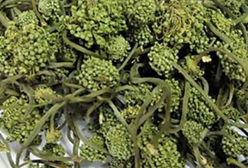 人参花（人参花茶的功效与作用）