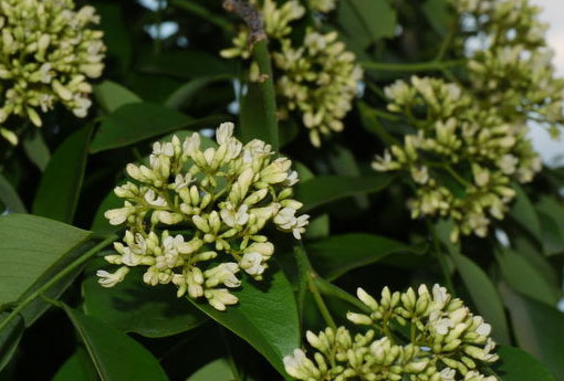 黄花梨 黄花梨木市场价