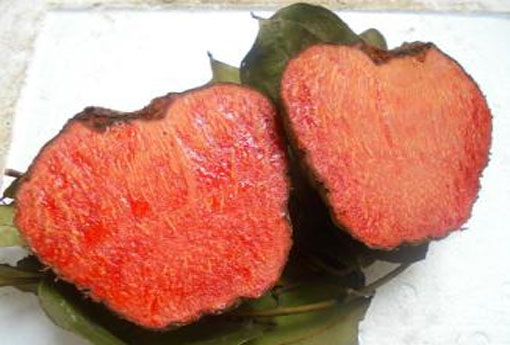 血三七(血三七和三七区别)