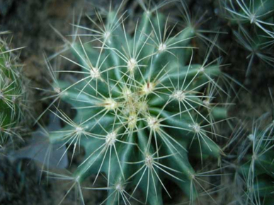 仙人球好吗有什么作用呢(仙人球有什么好处和坏处)