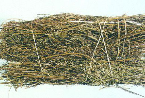 青蒿 青蒿的功效与作用