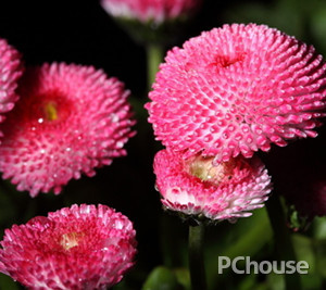 菊花的养护方法（冬季菊花的养护方法）