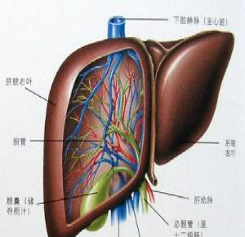 肝硬化传染吗（肝硬化传染吗?肝硬化会不会传染?）