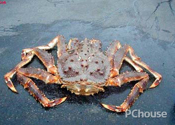 皇帝蟹的营养价值 帝王蟹的营养价值