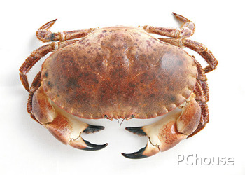 面包蟹的做法 面包蟹的做法大全图解