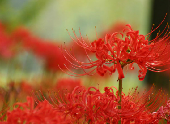 彼岸花的传说与花语，你都知道么 彼岸花的传说和花语