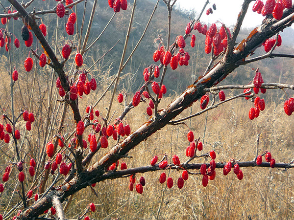 山茱萸的功效介绍 山茱萸的功效介绍图片