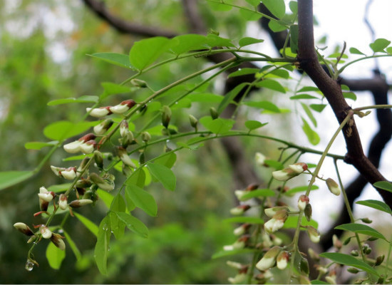 槐花树的品种，你都认识么？ 槐花树有几个品种