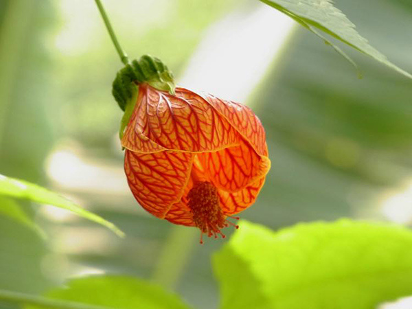 花卉植物灯笼花相关攻略介绍（灯笼花的种植方法）