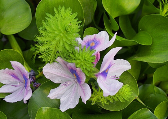 水葫芦的作用是什么 水葫芦的作用有哪些