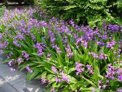 白芨的种植技术介绍 白芨的种植技术介绍图