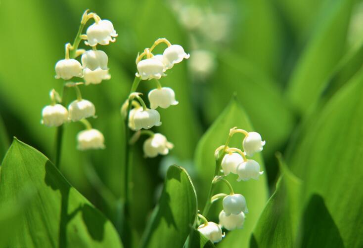 风铃花花语以及养植方法（风铃花花语以及养植方法图片）