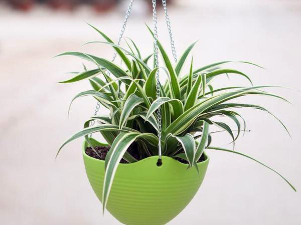 除苯植物详细解析 除苯植物详细解析图