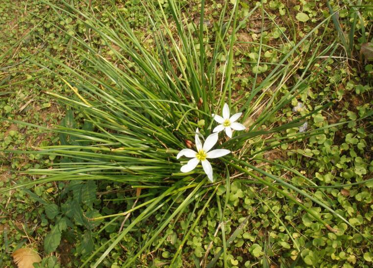 白花葱兰的种植方法介绍（葱兰花怎么种）