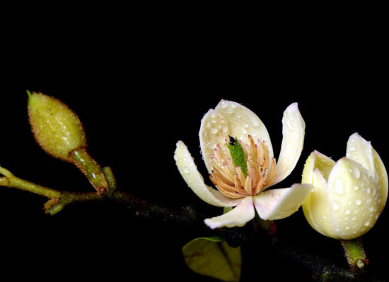 含笑花的种植妙招，你记住了么？