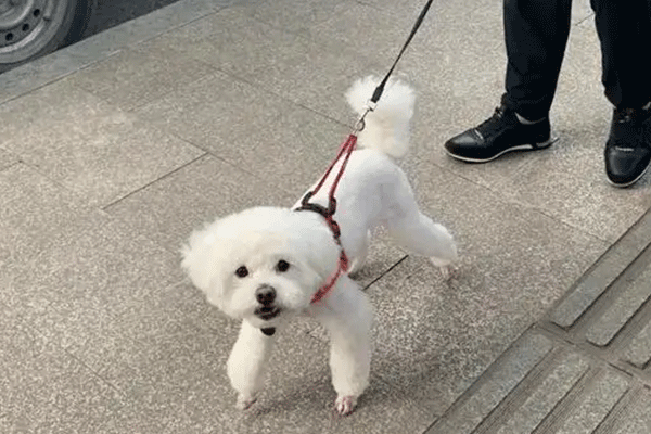 小区遛狗不牵绳违法吗  小区碰上遛狗不拴绳的怎么办