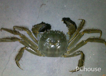 太湖蟹的做法 太湖蟹的做法