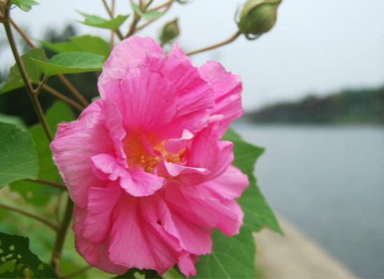 芙蓉花应该怎么养殖？