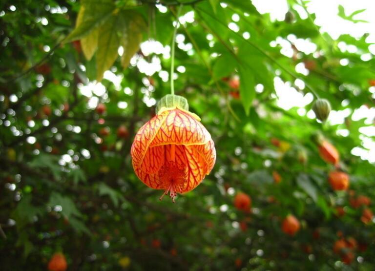 风铃花花语以及养植方法