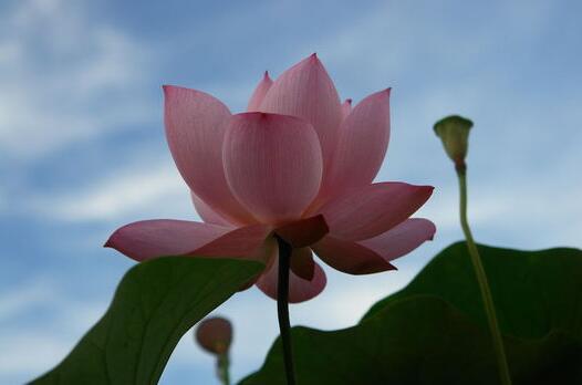 家居种植盆栽荷花有讲究（家居种植盆栽荷花有讲究嘛）