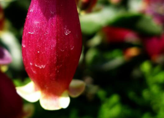 家居添置宫灯长寿花（花卉宫灯长寿）