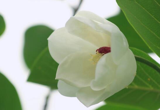 木兰花语是什么（木兰香花语）