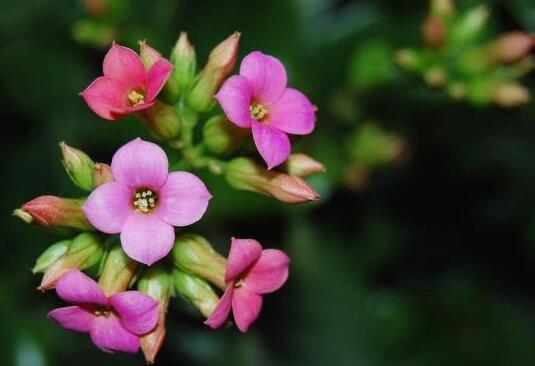 长春花花语是什么（长春花花语是什么意思）