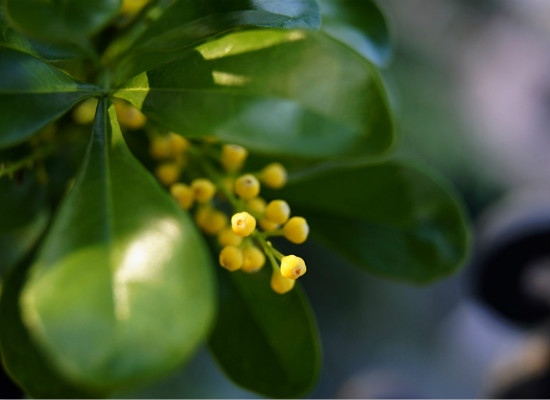 净化室内空气的植物 你家都种了吗？