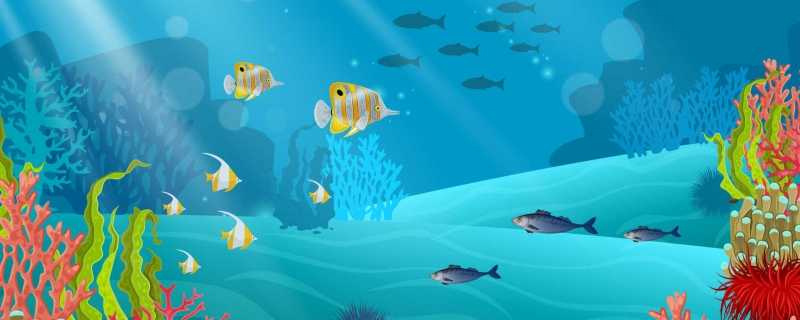 泥鳅苗多久能长大