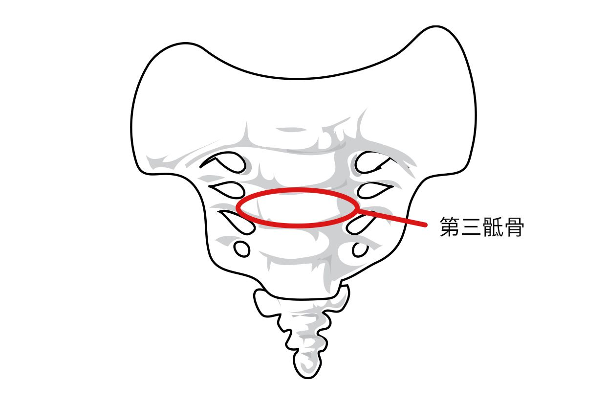 第三骶骨在哪个位置图片（第四骶骨在哪个位置图片）