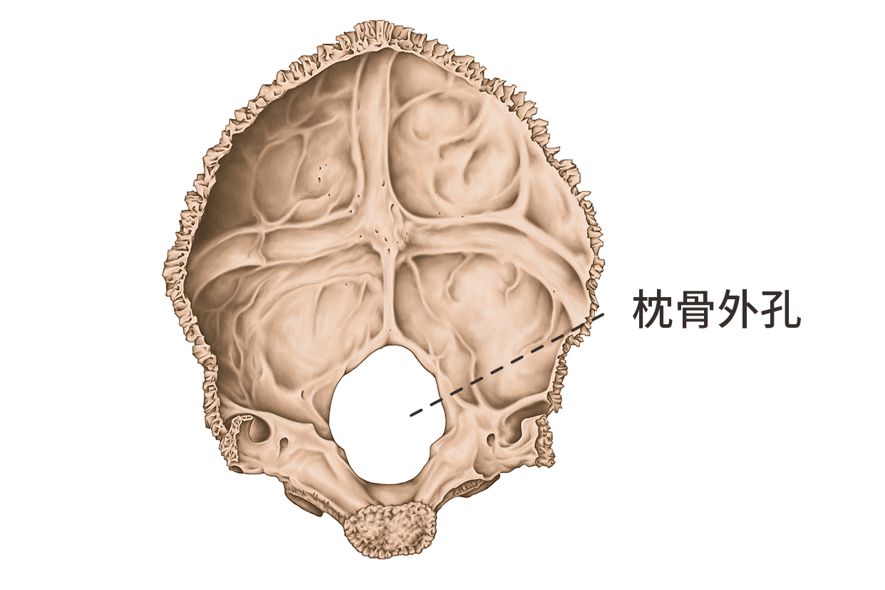 枕骨外孔图片 枕骨外孔图片大全