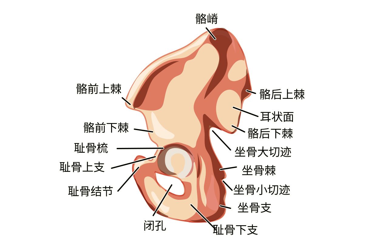 髂骨耳状面图片