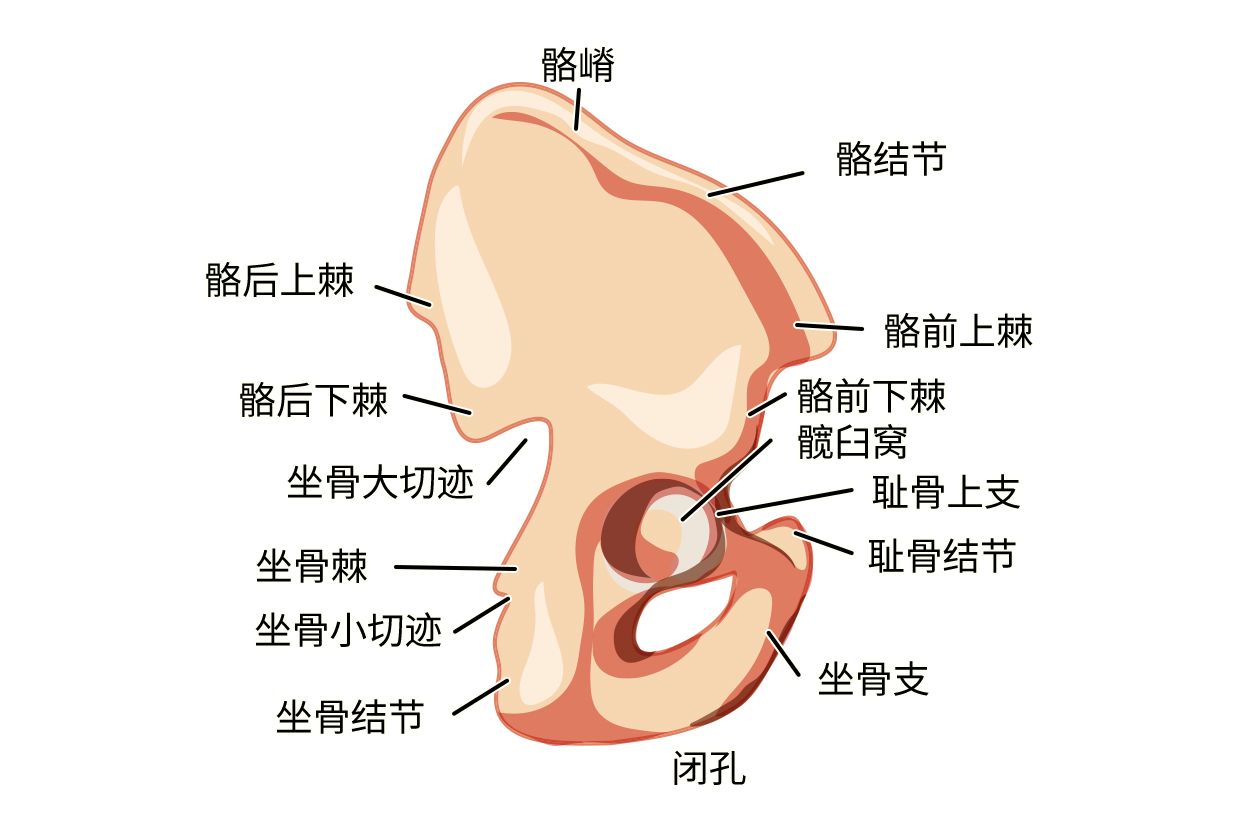 髂骨耳状面图片