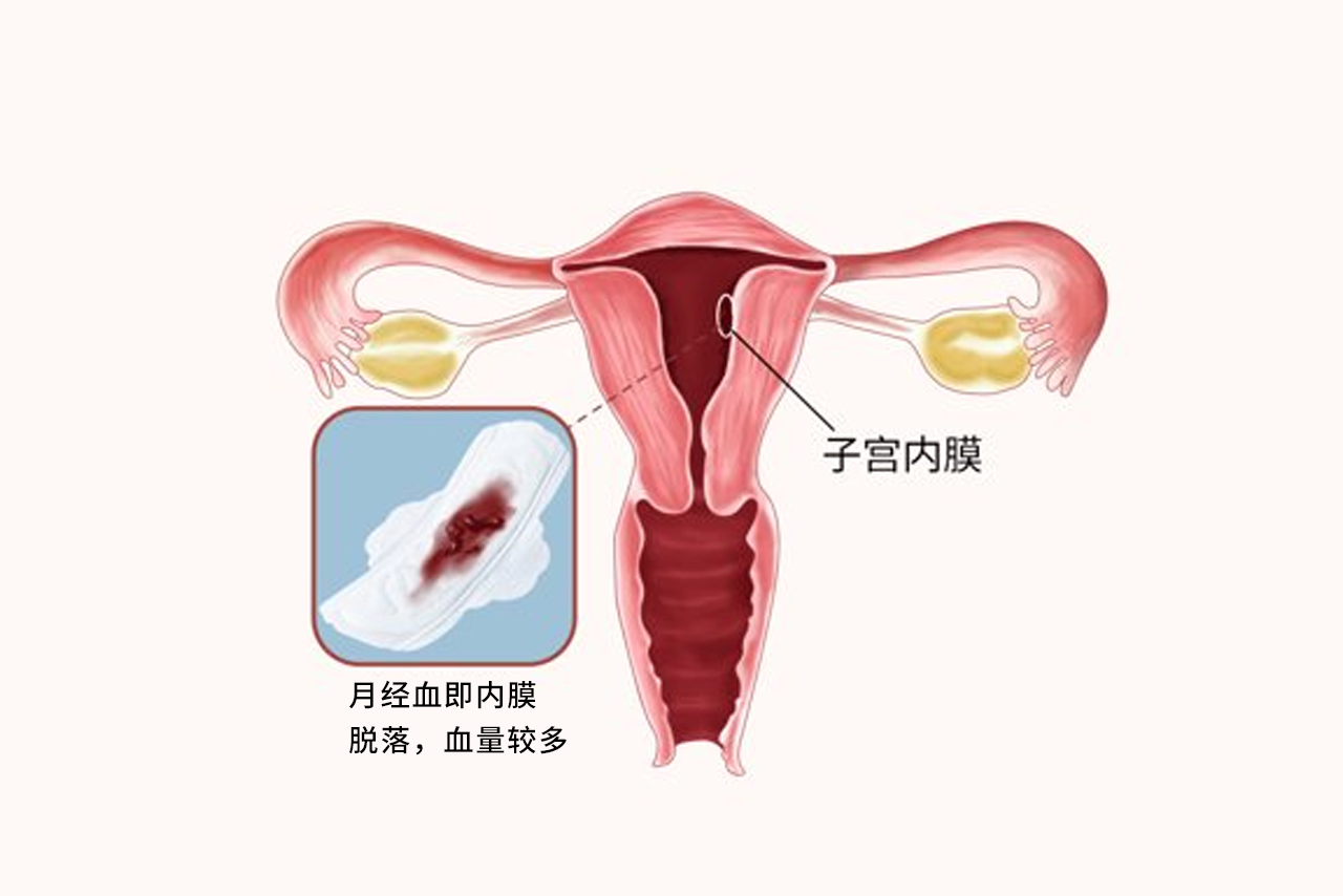 月经血和利普刀血区分图