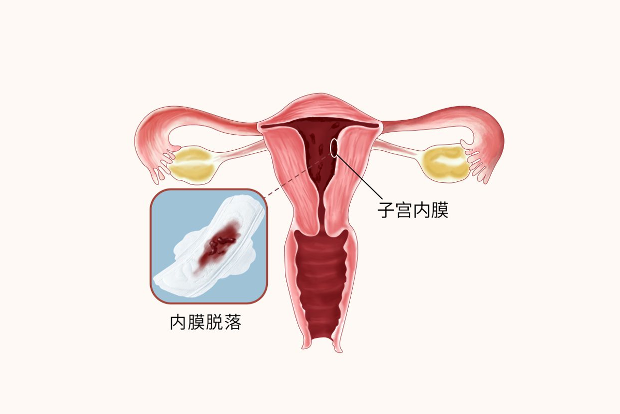 快来月经的子宫图片